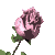 -rose-